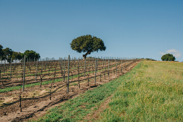 Fototapeta na wymiar Vineyard rows at a winery in San Luis Obispo County, California. Early spring season