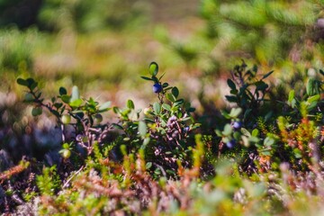 Soft focus flowers. Flora of the Arctic Circle- Kola Peninsula. Murmansk region- coast of the White...