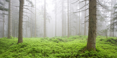 Moody forest landscape with fog,fantasy lanscape,