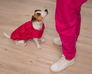 Jack Russell Terrier dog dressed in a pink jacket at the feet of the hostess in the apartment. 