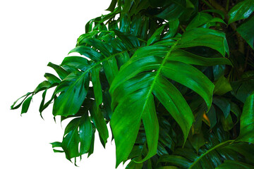 green plant leaf isolated 