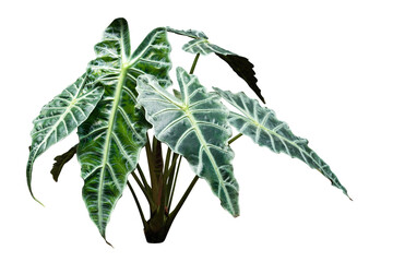 leaves plant  isolated 