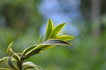 close up of green leaves