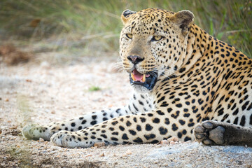 Male Leopard