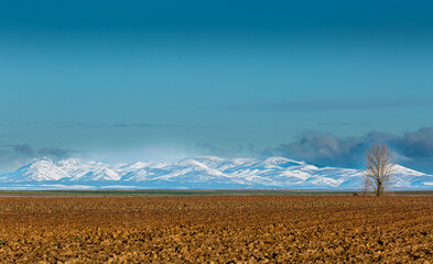 Landscape with plowed field, poplar and snow-capped mountains in the background. Los Oteros region,...