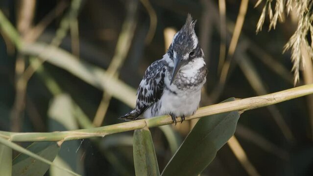 Pied Kingfisher Bird (Ceryle rudis) sitting on the branches near a lake