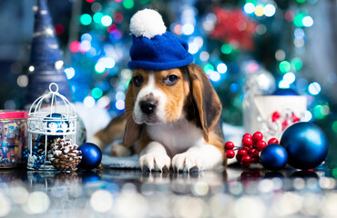 Beagle puppy in a blue hat and Christmas decor