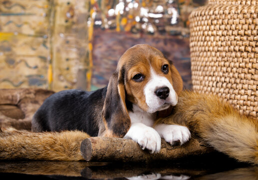 Beagle puppy looks resting. Cute dog beagle