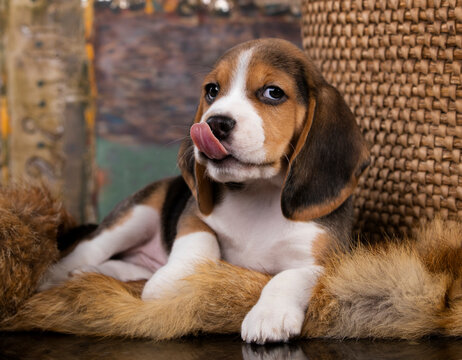 Beagle puppy looks resting. Cute Beagle dog licks his nose with his tongue