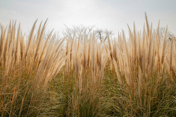 Obraz premium 갈대 밭