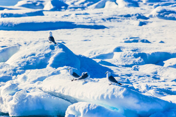 Flock with Kittiwake on a ice floe