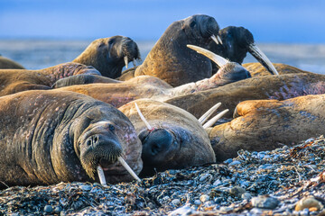 Group of Walruses resting on an arctic beach