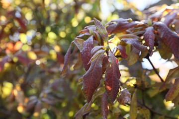 Beautiful autumn leaves covered with frost outdoors. Space for text