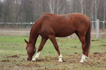 A large brown horse in a pen eating grass