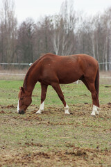 A large brown horse in a pen eating grass