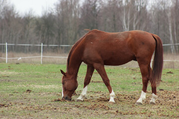 Obraz premium A large brown horse in a pen eating grass
