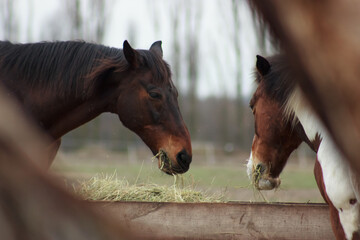A herd of horses in a pen and eating hay