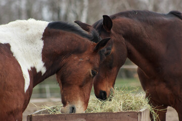 A herd of horses in a pen and eating hay