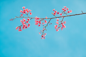 Pink Cherry Blossoms