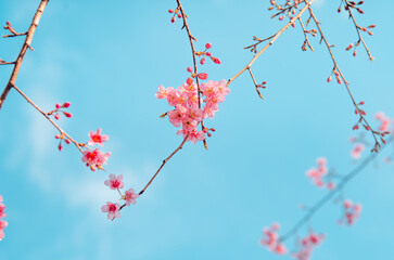 Pink Cherry Blossoms