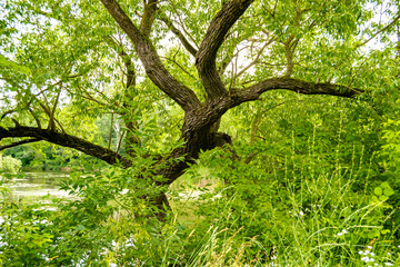 Photography on theme large beautiful autumn spruce tree on background bright sky