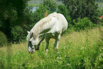Obraz na płótnie Canvas A white horse on the field