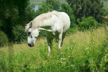 Naklejka na ściany i meble A white horse on the field