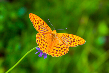 large butterfly Argynnis adippe. Dorsal side of Fabriciana adippe, brown fritillary in nature, european alps, germany, Bavaria