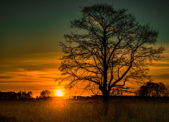 A tree against the background of the setting sun