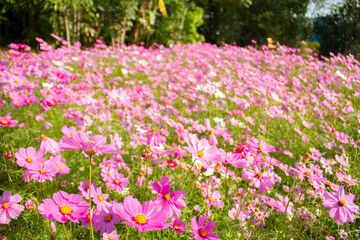 Pink cosmos flowers in garden.
