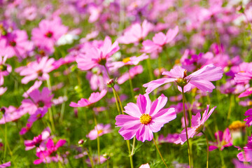 Obraz na płótnie Canvas Cosmos pink flowers blooming beautifully in the garden with pink blur background.