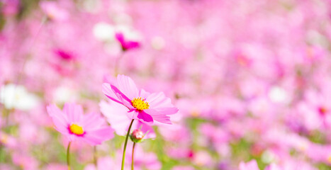 Close- up pink cosmos flowers on cosmos field blurred background.
