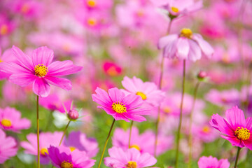 Close-up shot of pink cosmos on blurry background of cosmos field.