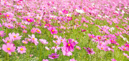 pink cosmos flower blooming in the field.