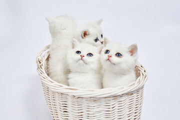 Fototapeta na wymiar A beautiful white kittens British Silver chinchilla sits in a basket on a white background
