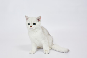 Naklejka na ściany i meble A beautiful white kitten British Silver chinchilla on a white background