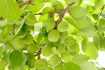  fruits of Japanese plum tree