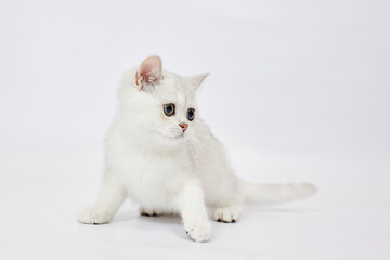 A beautiful white kitten British Silver chinchilla on a white background