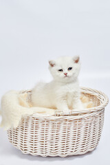 A beautiful white kittens British Silver chinchilla sits in a basket on a white background