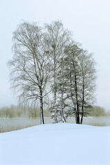 Group of trees by a lake in the morning fog at sunrise in the winter time,fantasy lanscape,
