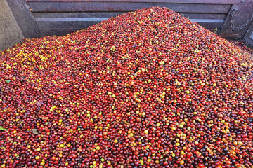 close up of fresh coffee beans for background                                                                                