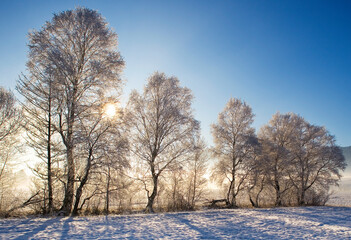 Group of trees in the morning fog at sunrise in the winter time,fantasy lanscape,
