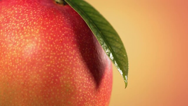 Drop falling from leaf of ripe mango on nature background. Spa Skincare cosmetics and beauty concept
