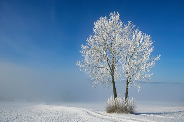 Group of trees at sunrise in the winter time,fantasy lanscape,
