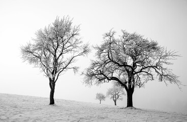 Group of trees in the morning fog at sunrise in the winter time,fantasy lanscape,black and white picture,
