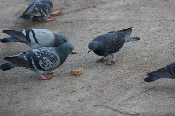 Gray and white pigeons  eating grain and bread