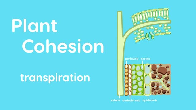 2D animation showing plant cohesion transpiration.