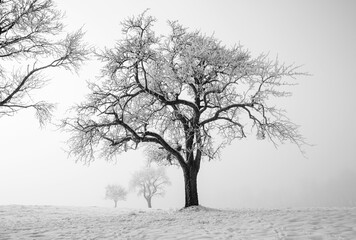 Group of trees in the morning fog at sunrise in the winter time,fantasy lanscape,black and white picture,
