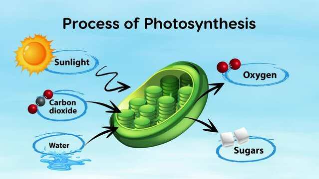 2D animation of process of photosynthesis diagram.