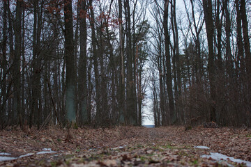 Autumn forest road is covered